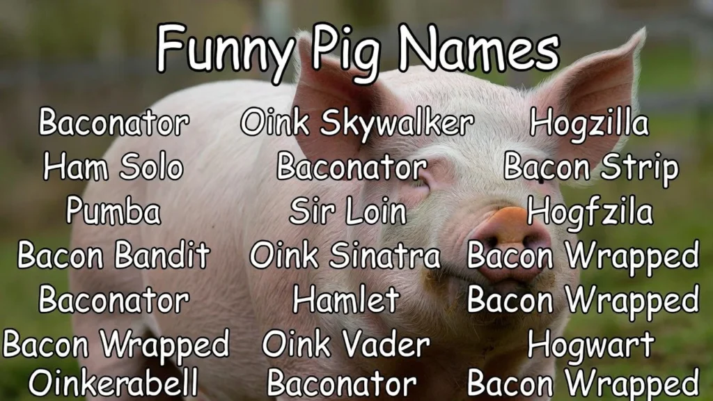 Silly Pig Names Inspired by Pig Sounds