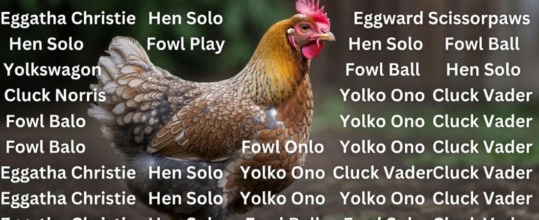 145+Funny Hen Names That Will Make You Laugh